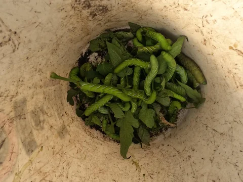 August 28th - The Best Kind of Hornworm Is None At All