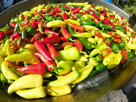 September 15th - Mizuna, Hot Peppers, Sunflowers, Squash and Onions; In-field Captures Mobile App