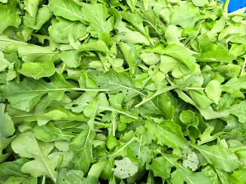 September 18th - An Arugula by Any Other Name