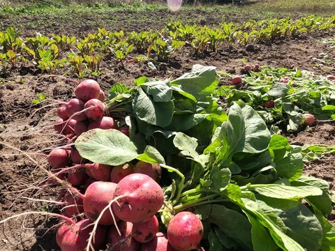 September 22nd - We Walk Amongst Fellow Gourds