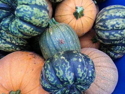 September 23rd - Good Gourd, That's a Lot of...Gourds