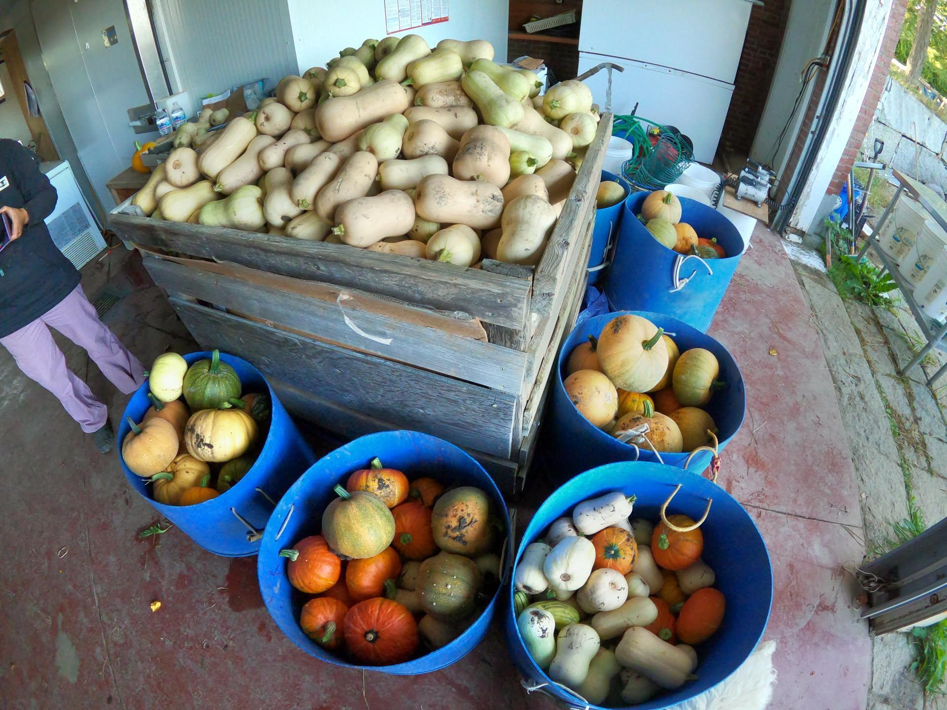 September 22nd - We Walk Amongst Fellow Gourds