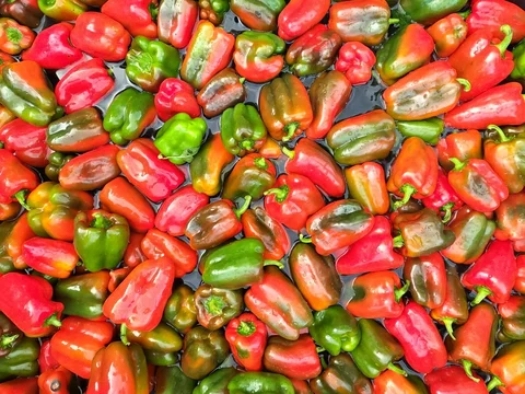 September 29th - Peppers and Pumpkins Galore