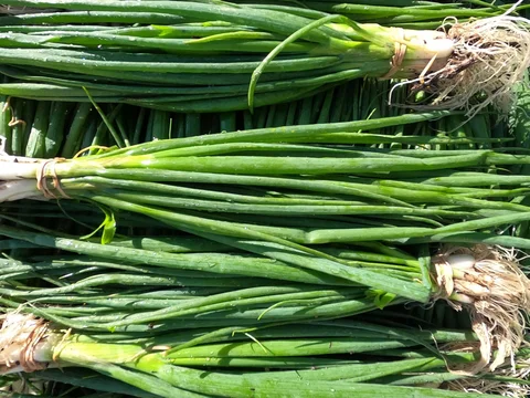 October 4th - Scallions to Harvest and Starters to Replace