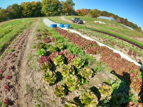 October 6th - Lettuce Feed You; Winter Rye for Fields o' Dry