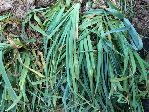 October 7th - Leeky Abstractions