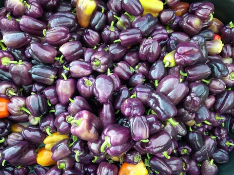 October 9th - Scurrying on the Face of the Earth