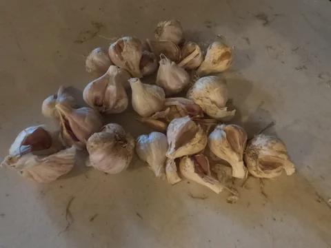 October 14th - Don't Put Off Until Tomorrow What Must Be Done Today