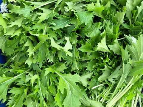 October 20th - Secret Salad Turnip Party