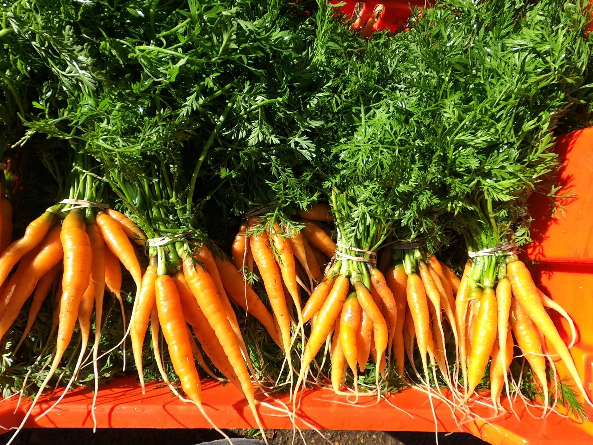 October 21st - Variability in Tasks; Soil Sampling