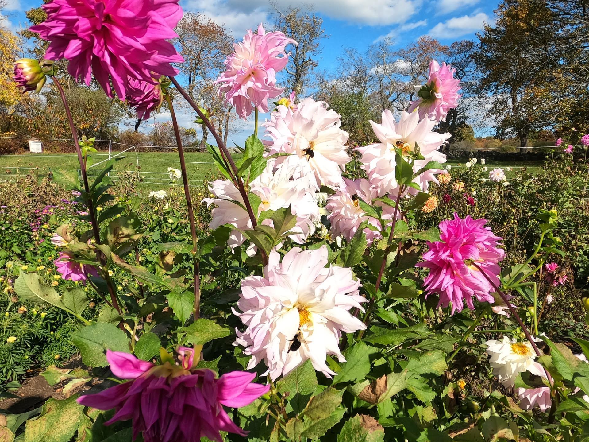 October 23rd - Onion, Sweet Onion