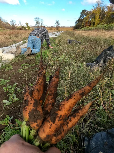 October 28th - How Would You Like to Be Called Carrots!