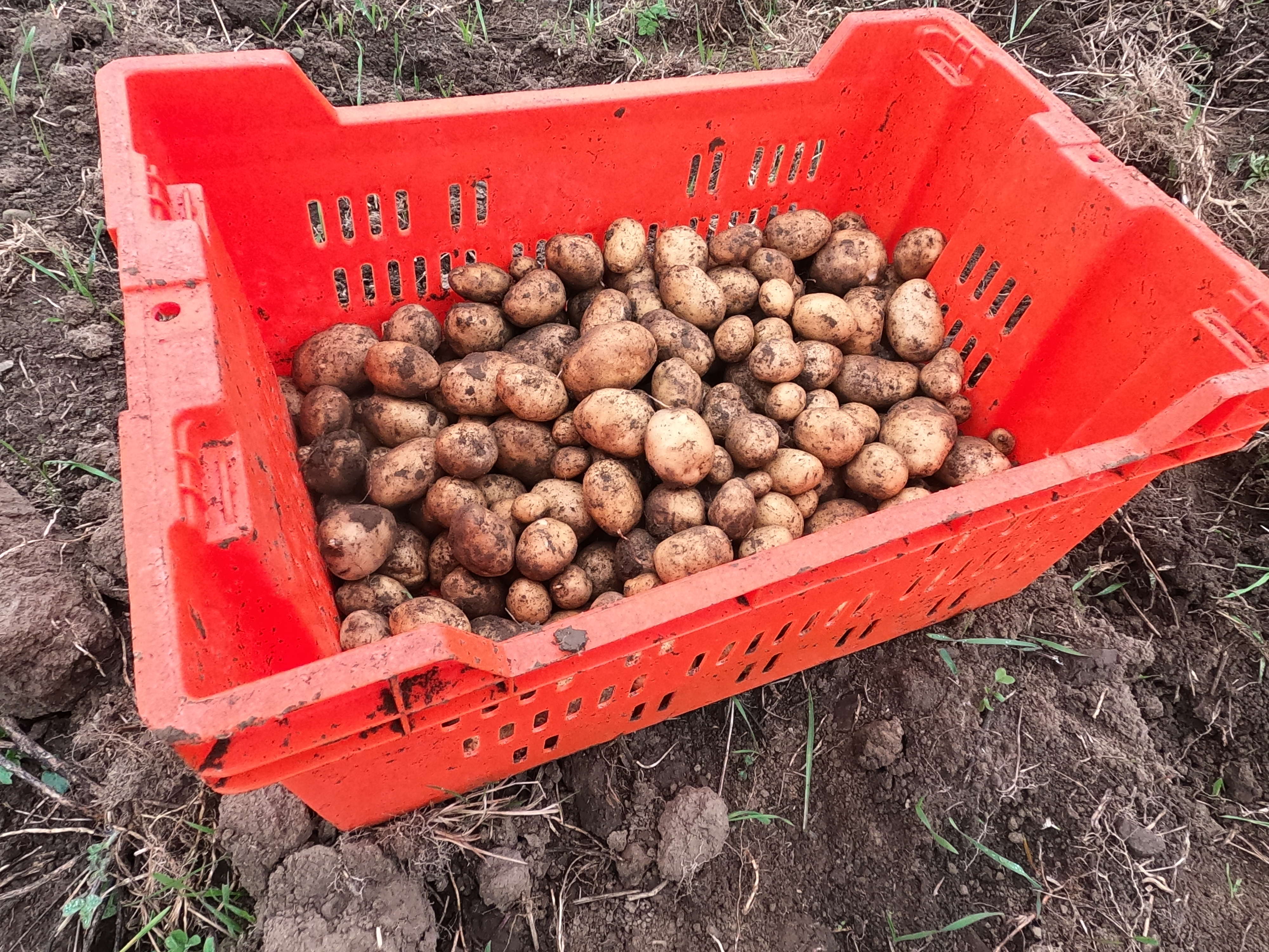 October 30th - Precious Taters; Transcript Typos