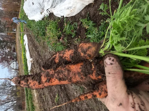 November 3rd - Always a Good Day for Carrots