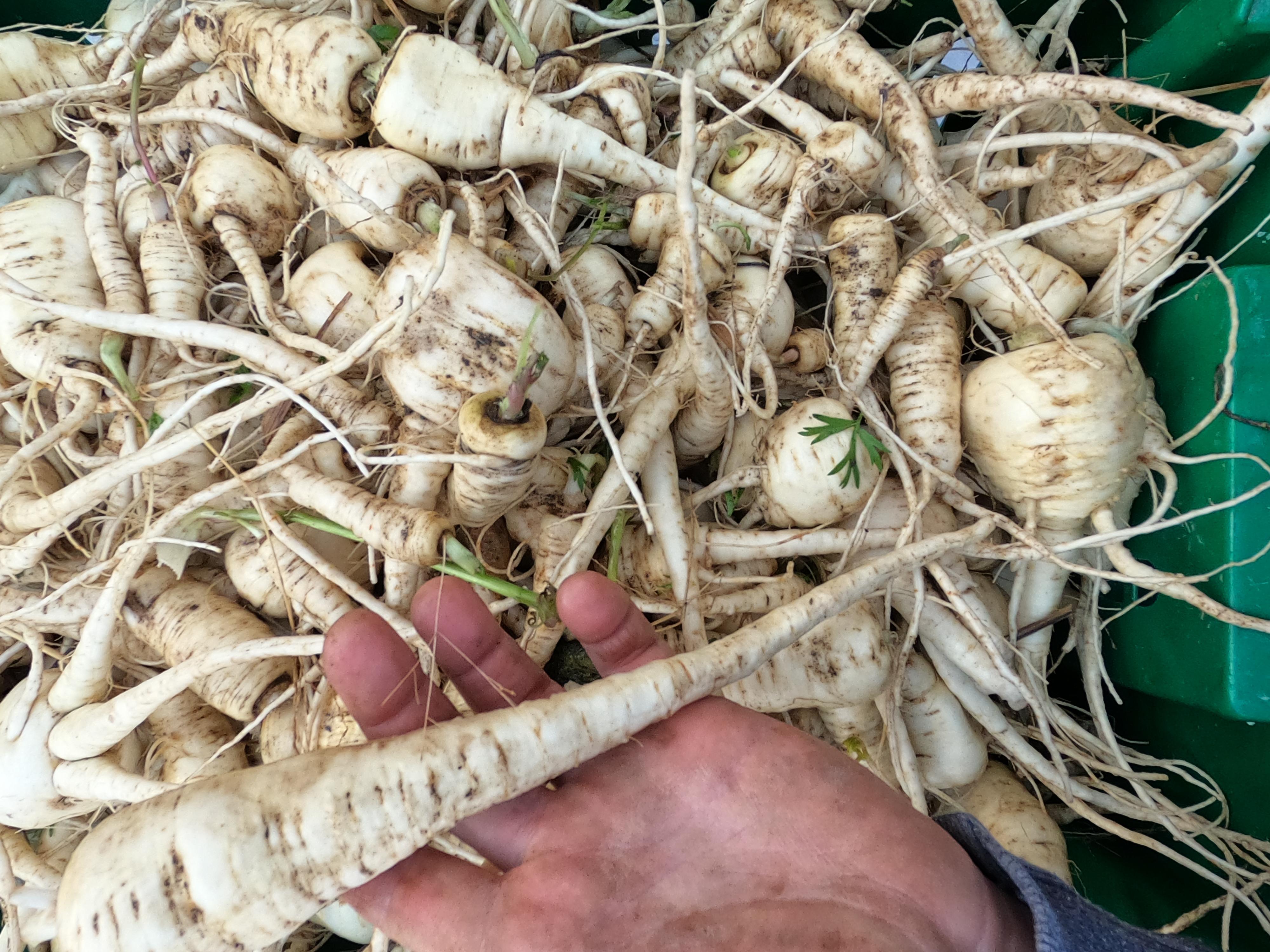 November 13th - Secret Parsnip Party
