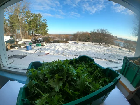 December 3rd - Store Delivery; New Digs for the Pigs