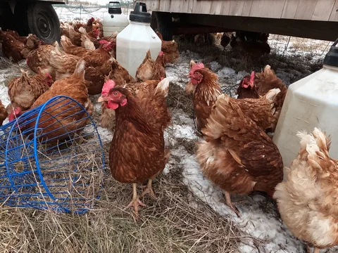 December 17th - My Last Move (of the Chicken Coops This Year)