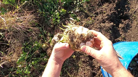 October 24th - Patience for Celeriac...and the Next Steps