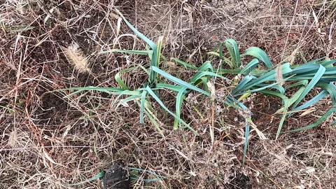 November 5th - On Farm Volunteering and Team Dynamics